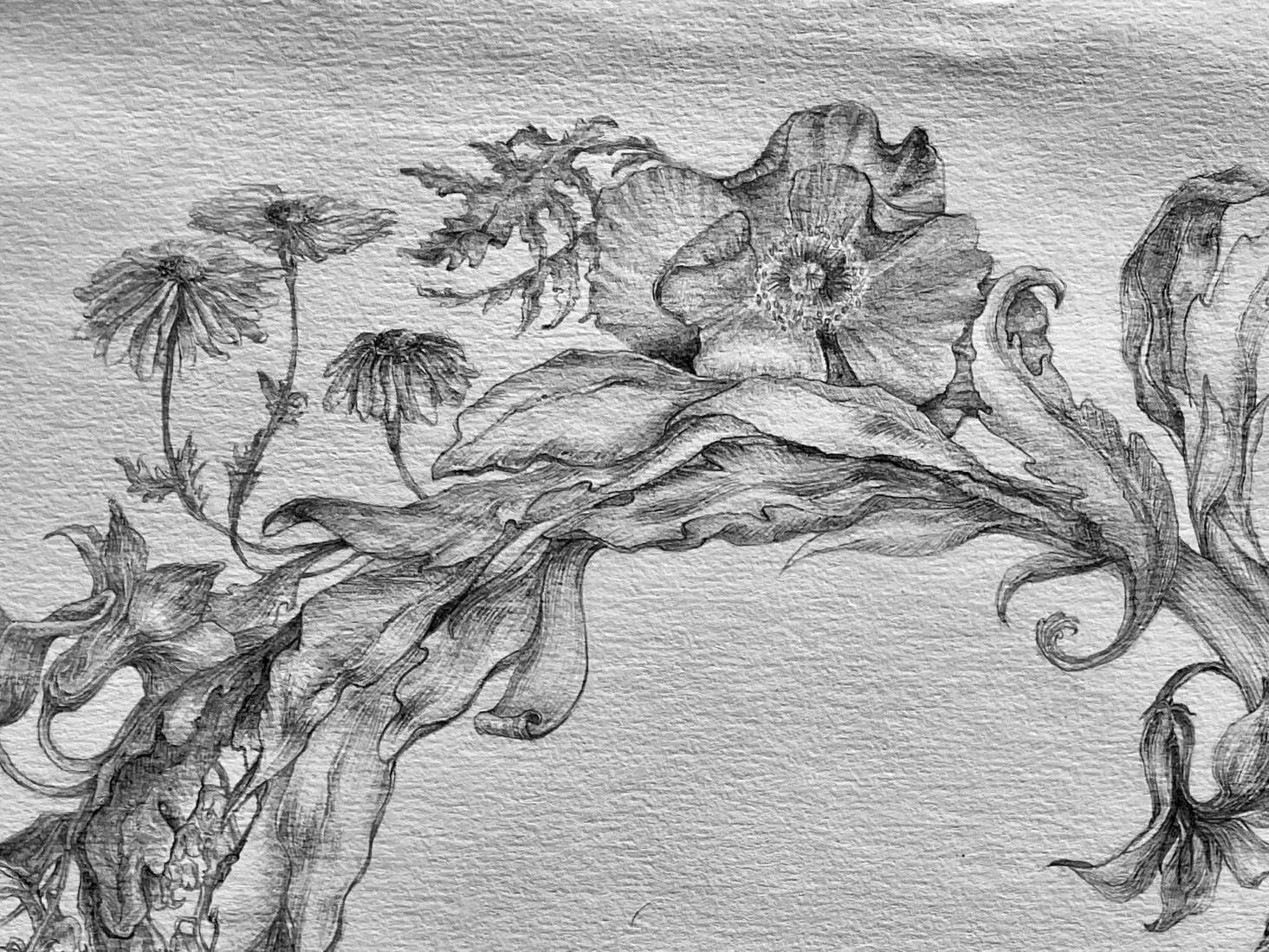 Interprétation de l'horloge florale de Carl Linné. Dessin au graphite @ Marielle Brie de Lagerac