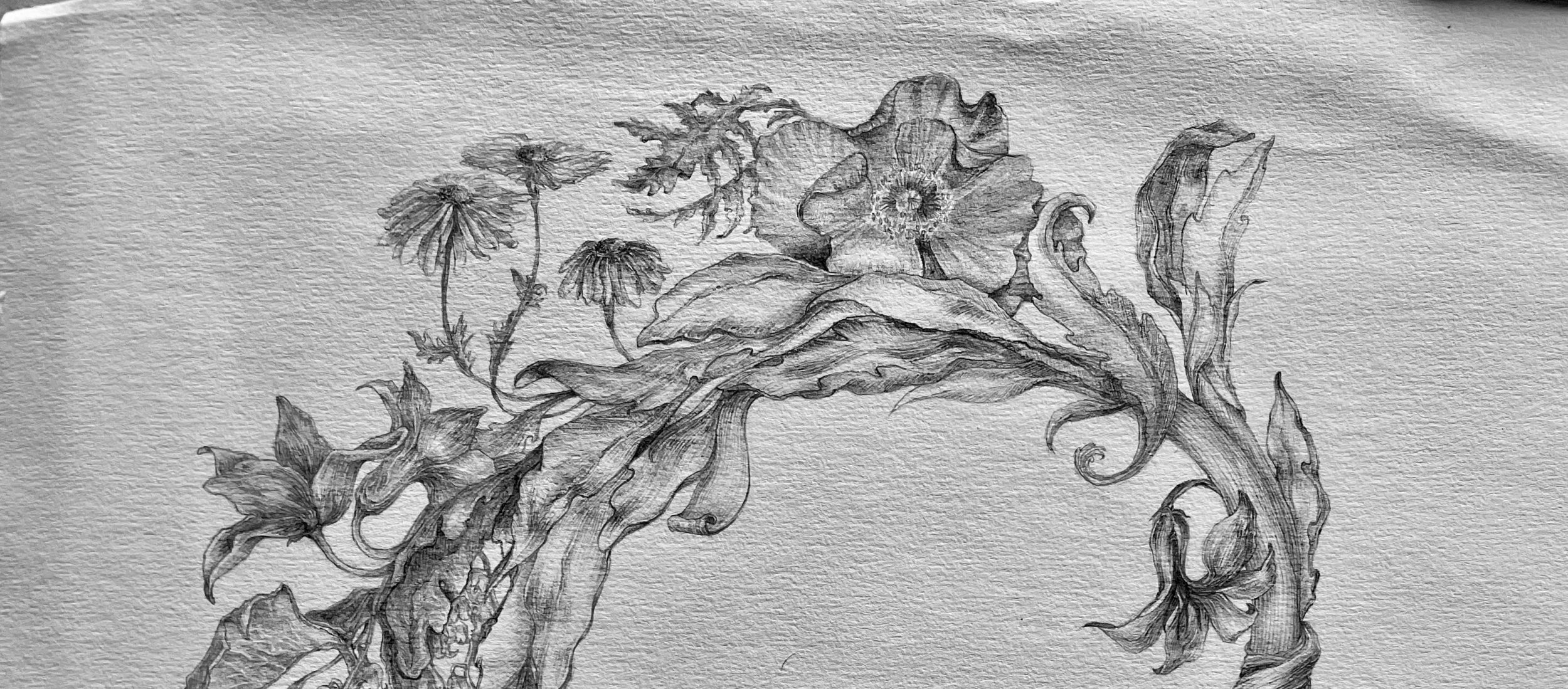 Interprétation de l'horloge florale de Carl Linné. Dessin au graphite @ Marielle Brie de Lagerac