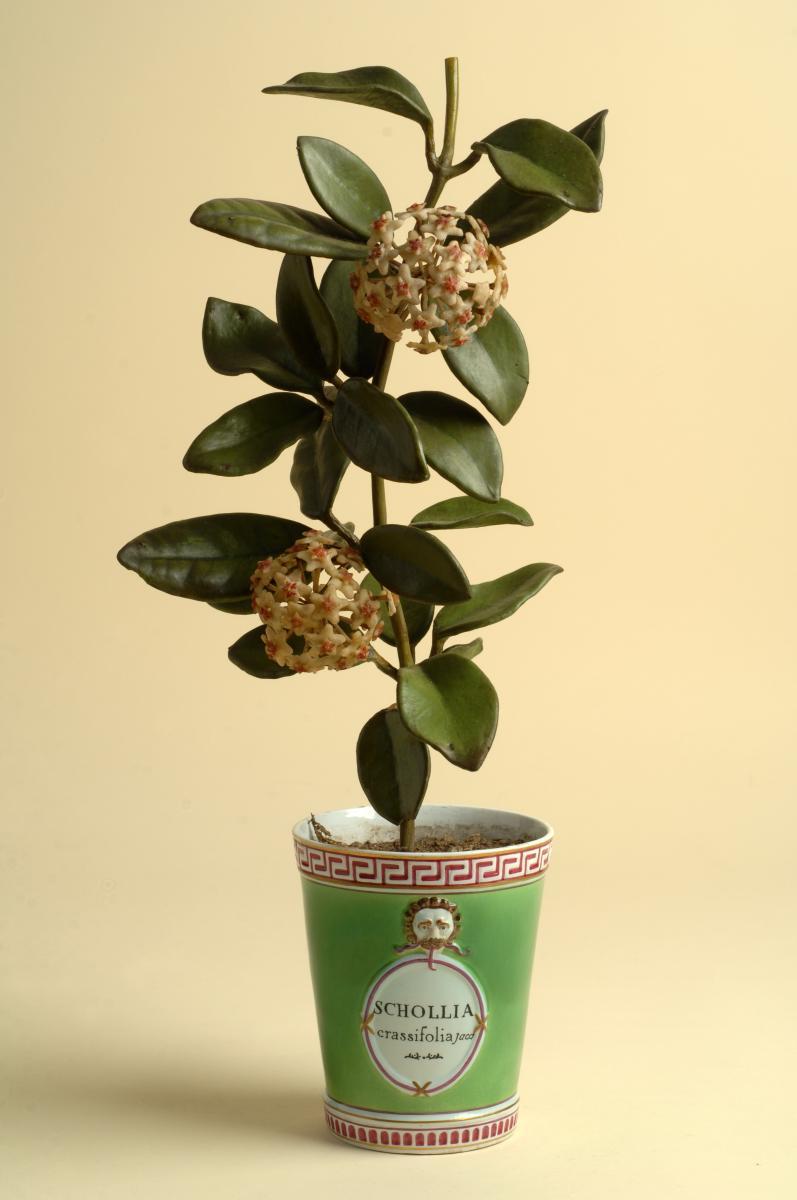 Mod&egrave;le en cire de Schollia crassifolia, XVIIIe si&egrave;cle. Mus&eacute;e d&rsquo;histoire naturelle - Universit&eacute; de Florence &copy; Saulo Bambi