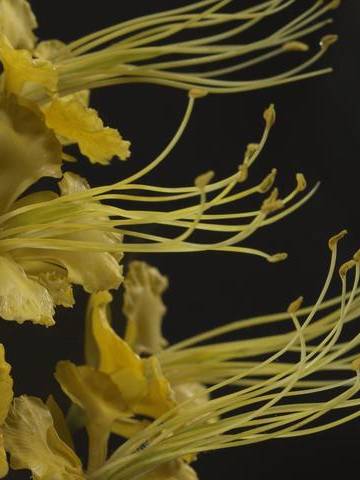 Caesalpinia pulcherrima, Fierté de la Barbade, Modèle 569, Léopold et Rudolf Blaschka, 1895 © Université d’Oxford