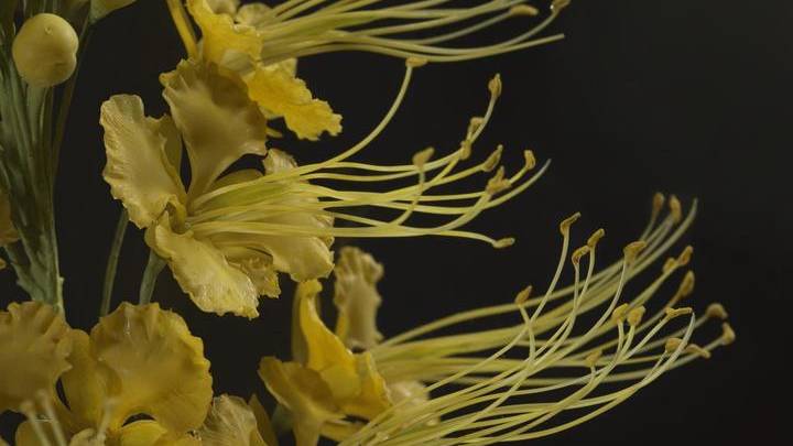 Caesalpinia pulcherrima, Fierté de la Barbade, Modèle 569, Léopold et Rudolf Blaschka, 1895 © Université d’Oxford