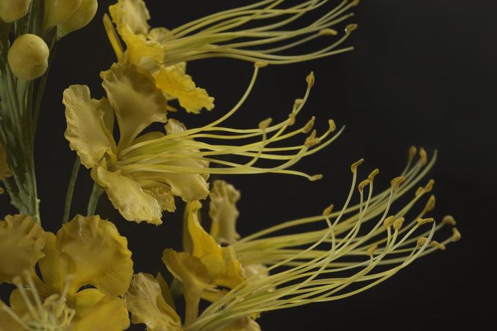 Caesalpinia pulcherrima, Fierté de la Barbade, Modèle 569, Léopold et Rudolf Blaschka, 1895 © Université d’Oxford