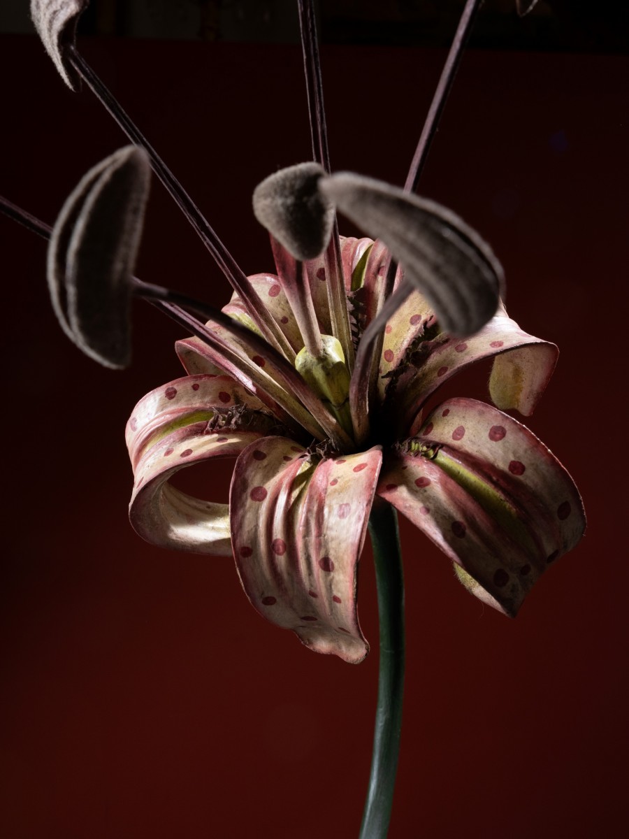Robert et Reinhold Brendel, modèle anatomique d’une fleur de Lys. Papier mâché et bois peint, XIXe siècle © Galerie Lamy Chabolle