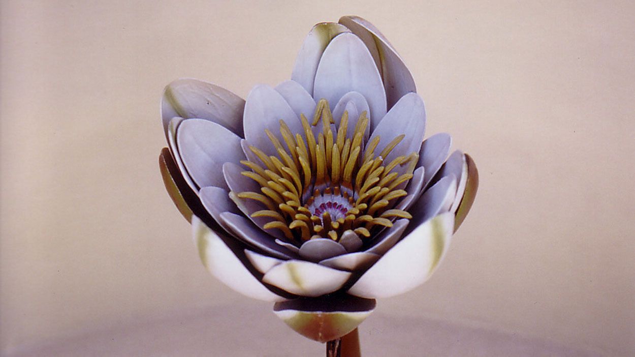 Robert et Reinhold Brendel, modèle anatomique d’une fleur de nénuphar blanc. Papier mâché et bois peint, XIXe siècle © Orto Botanico di Napoli