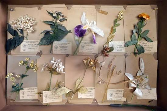 Herbier artificiel de Marie Fortier, XIXe siècle © Leonico López-Ocón, chercheur au CSIC