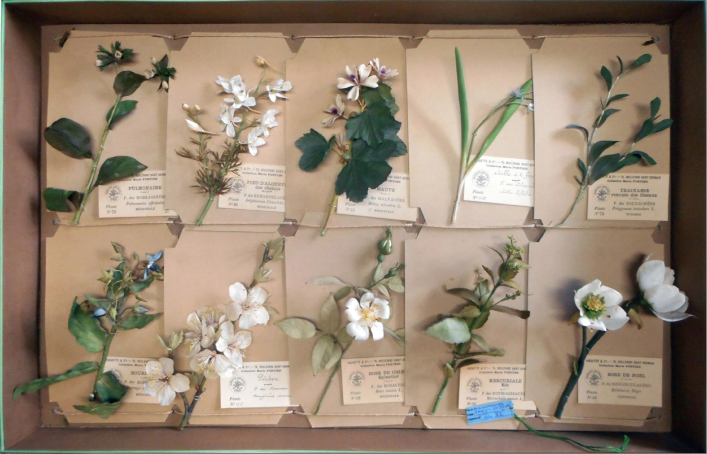 Herbier artificiel de Marie Fortier, XIXe siècle © Leonico López-Ocón, chercheur au CSIC