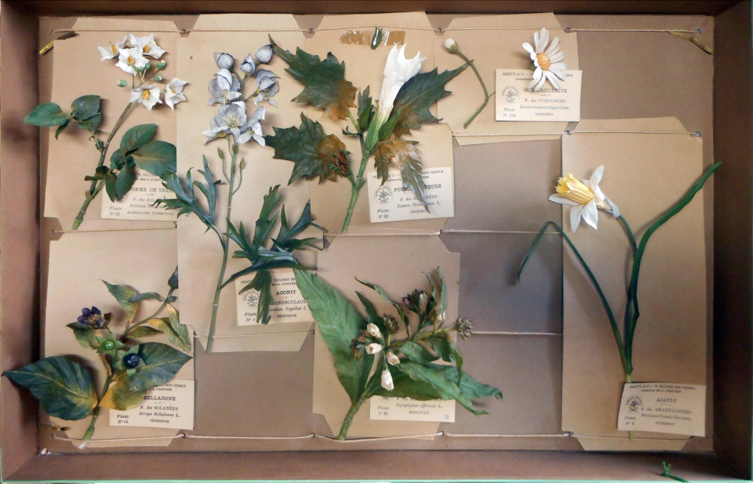 Herbier artificiel de Marie Fortier, XIXe siècle © Leonico López-Ocón, chercheur au CSIC
