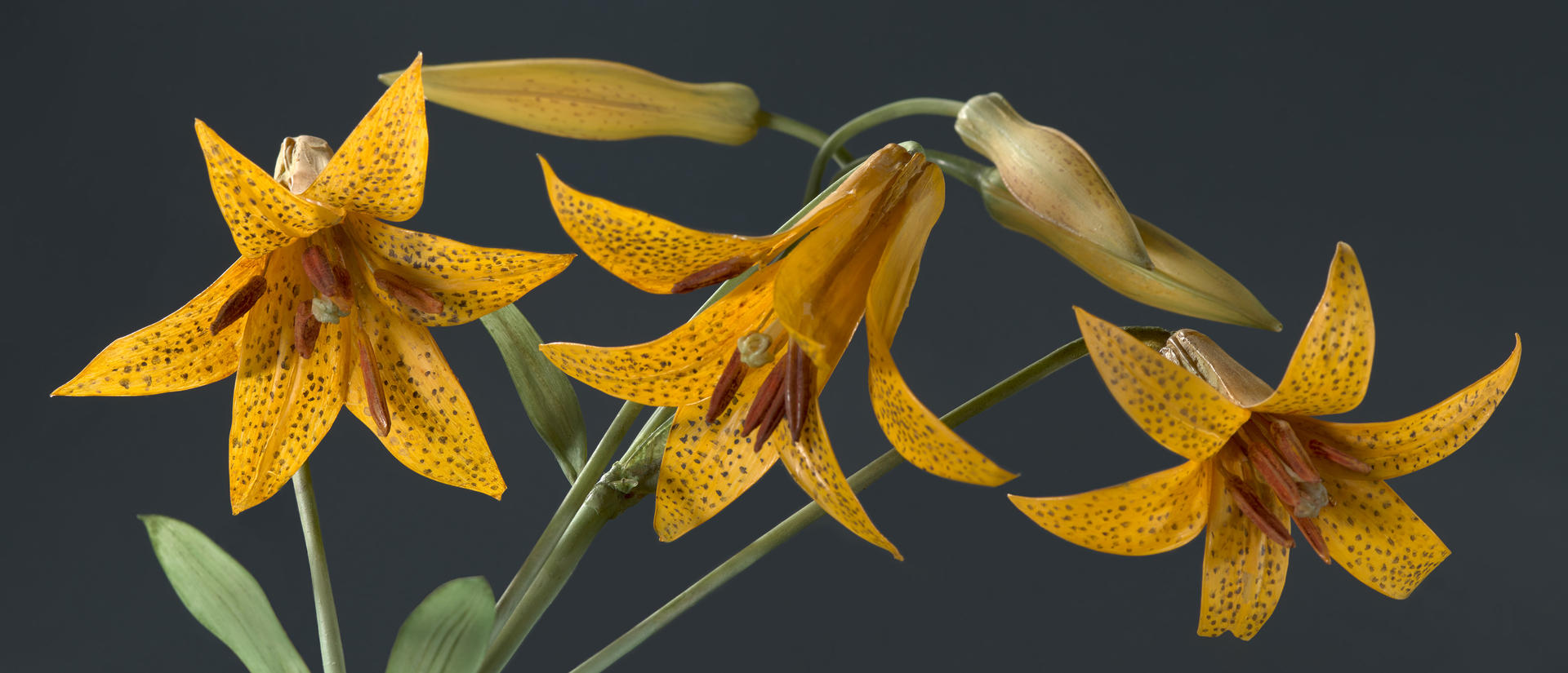 Rudolf Blaschka, fleurs en verre, XIXe siècle. Université d’Harvard, US © Harvard University Herbaria & Libraries