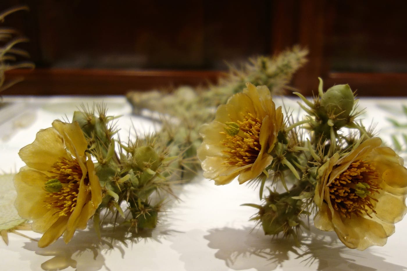Vue de l'installation de la galerie des « Fleurs de verre » au Musée d'histoire naturelle de Harvard © Allison Meier
