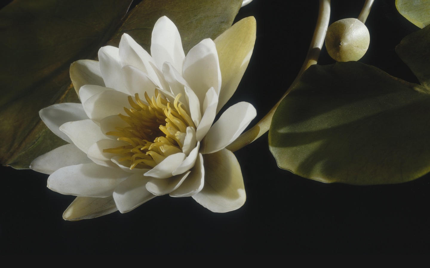 Rudolf Blaschka, fleurs en verre, XIXe siècle. Université d’Harvard, US © Harvard University Herbaria & Libraries